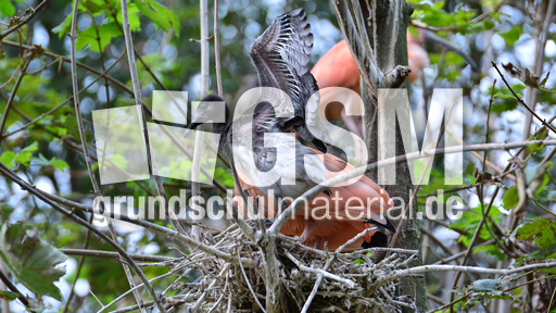 Roter Sichler (4).jpg